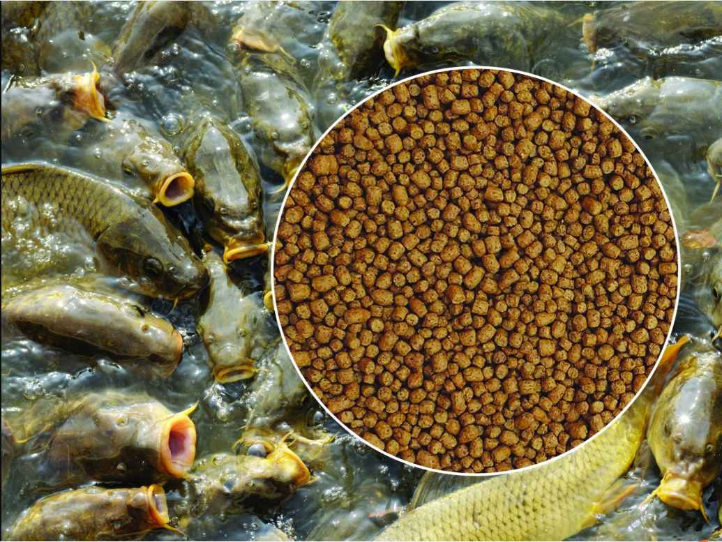 DMPT Application In Fish