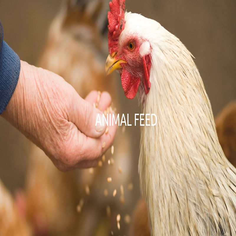 Betaine HCL 98% Powder, Animal Health Feed Additive