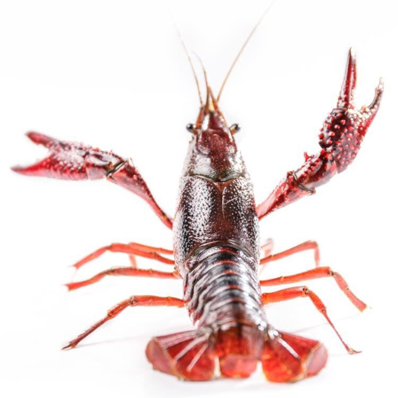 Shrimp