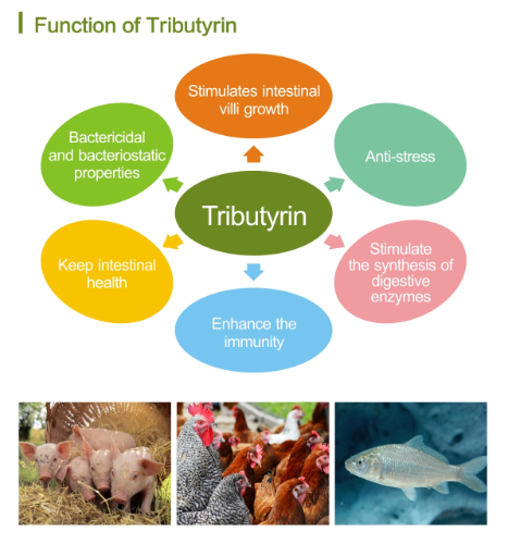 Tributyrin function