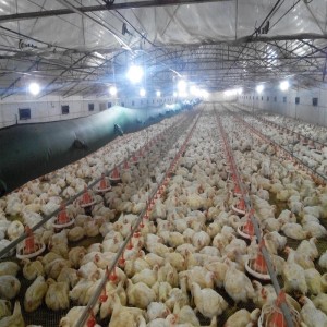 Potassium Diformate: Necrotizing enteritis and maintaining efficient chicken production