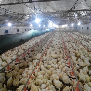 Broiler Chinken Feed Grade Betaine Anhydrous 96% Factory