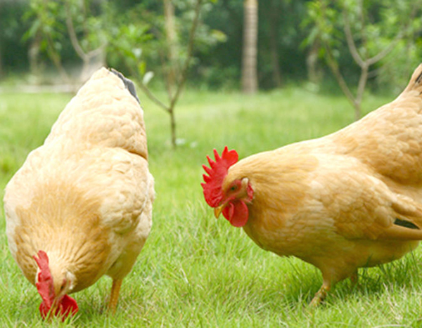 Ефект на хранителния киселинен препарат върху чревния тракт на домашните птици！