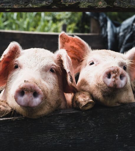 Grado di glicociamina per mangimi per bestiame |Aumenta la forza e la vitalità