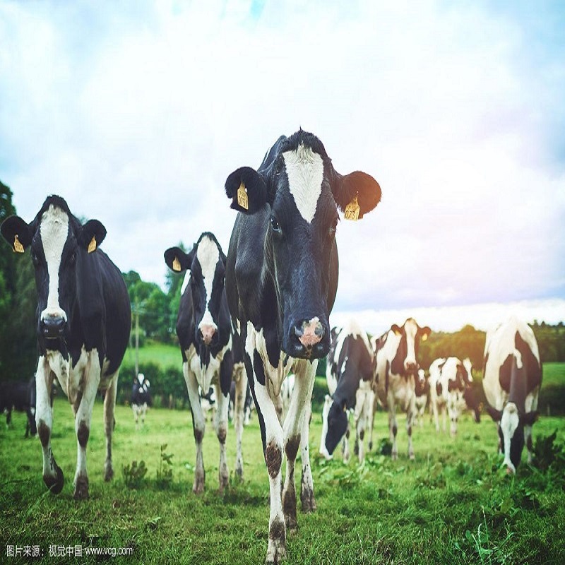 GABA application in ruminants & poultry