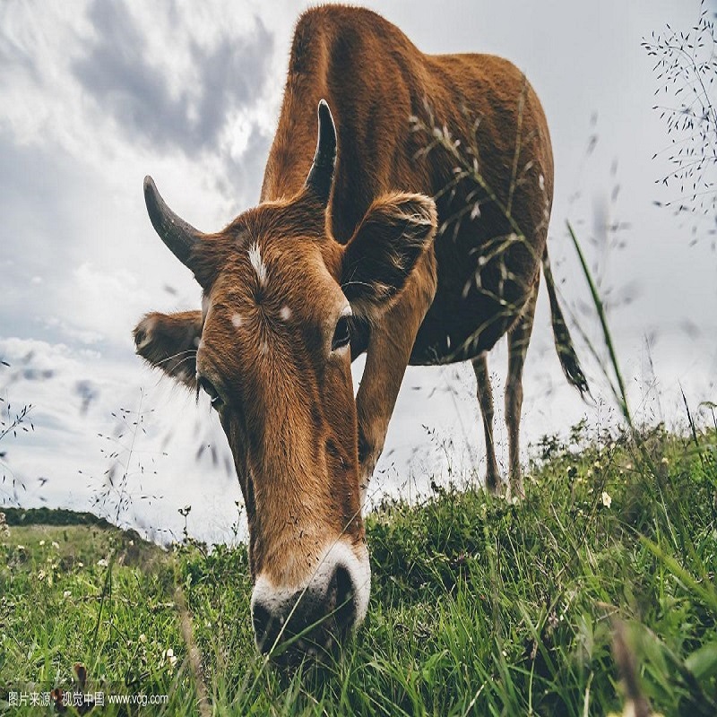 Feed mold inhibitor – Calcium propionate, benefits for dairy farming