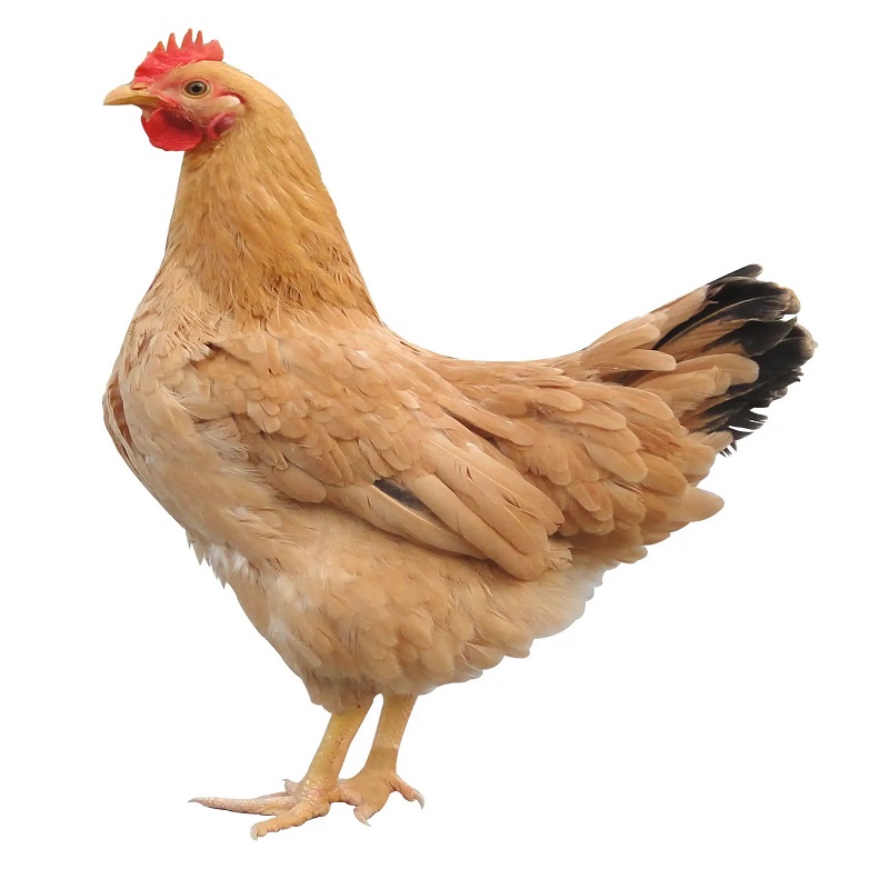 What is the growth promoting effect of potassium formate on broilers?