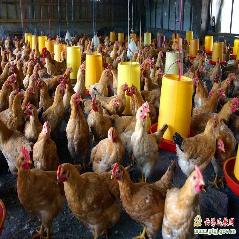 Comparison of the effects of potassium diformate and antibiotics in broiler feed!