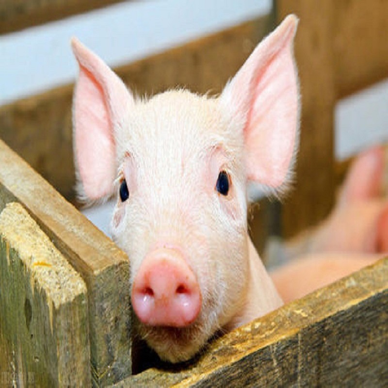 豚の栄養と健康機能に対する炭水化物の影響
