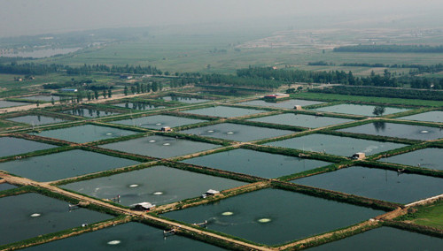 The main role of betaine in aquaculture