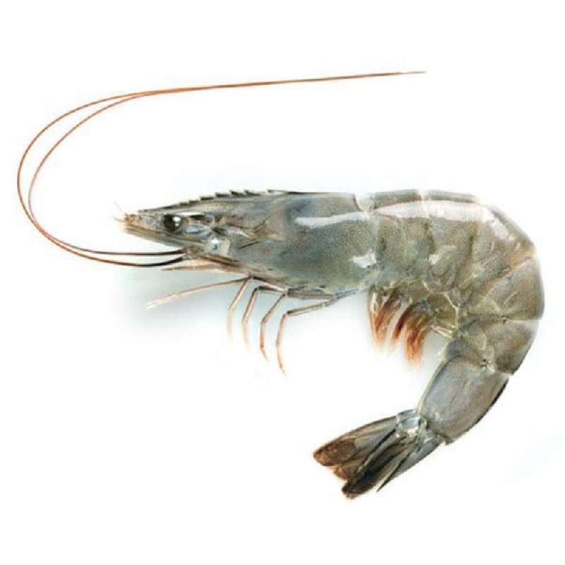 “Benefit” and “harm” of fertilizer and water to shrimp culture