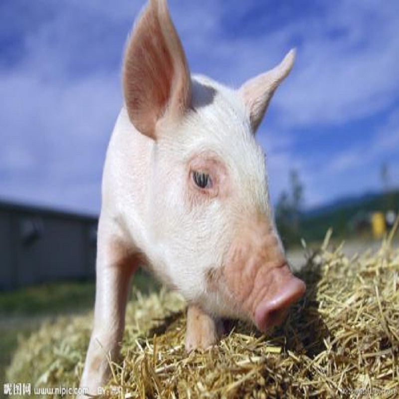 Apa yang harus kita lakukan jika populasi babi lemah?Bagaimana cara meningkatkan imunitas nonspesifik babi?