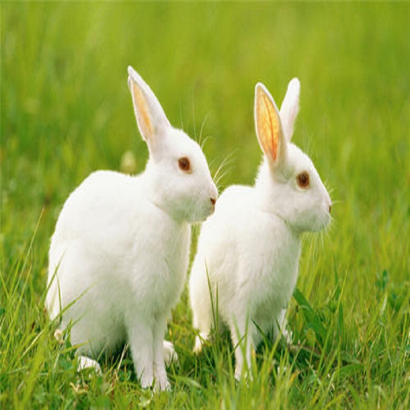 Benefits of betaine in rabbit feed
