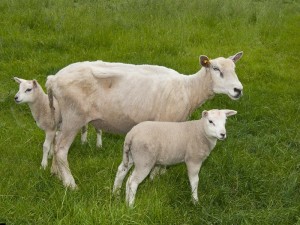 Diludine Ruminants جانورن لاء