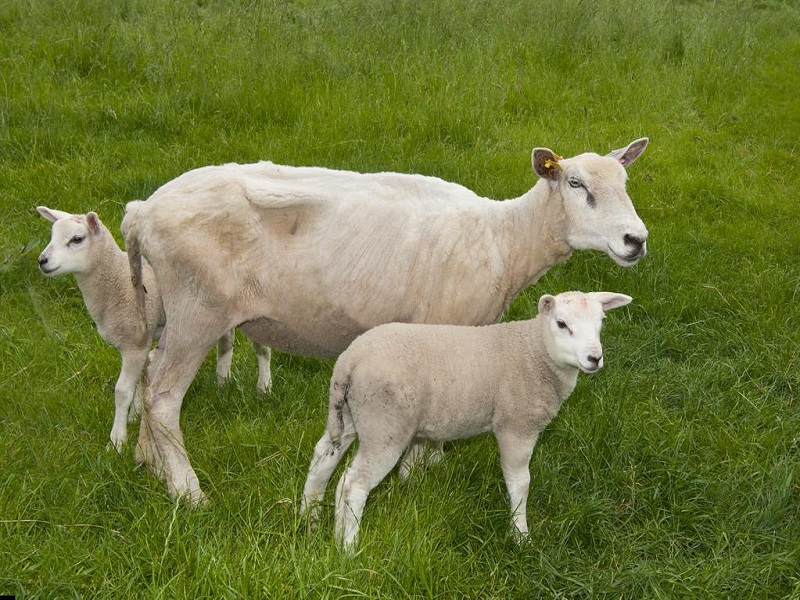 Ruminant sheep