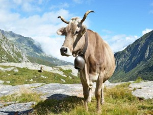 Diludine 98% for Ruminants