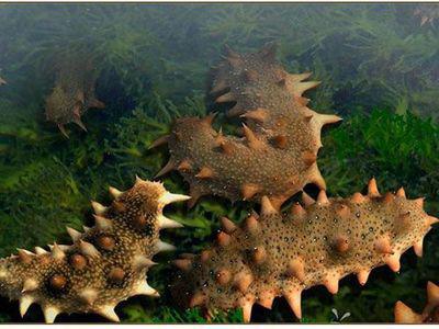 Does potassium dicarboxate be used as an immune booster for sea cucumber rearing?