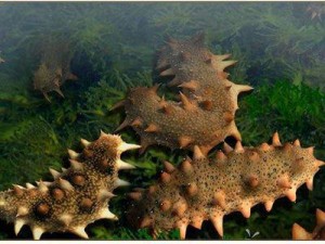 Fish Crab Shrimp Sea cucumber Feed Bait Aquatic 98% Trimethylamine N-Oxide Dihydrate CAS 62637-93-8