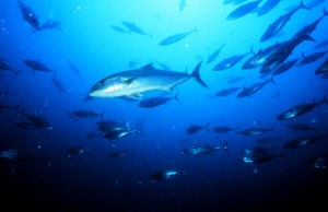 Daftar Harga Pakan Ikan Kecil Hewan Berkualitas Tinggi Yee Pakan Ikan Tropis