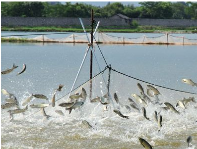 Organic acids for aquaculture