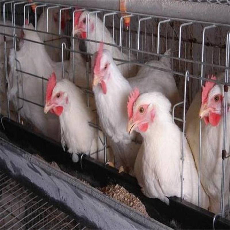 The age of animal breeding without antibiotics