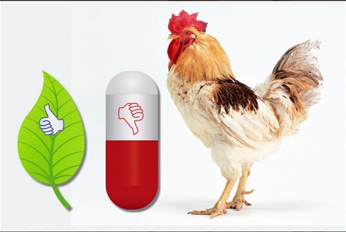 замена антибиотика