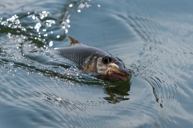 fishing DMPT
