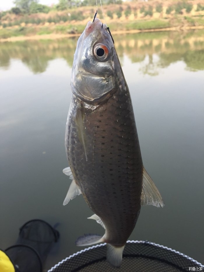 fishing bait