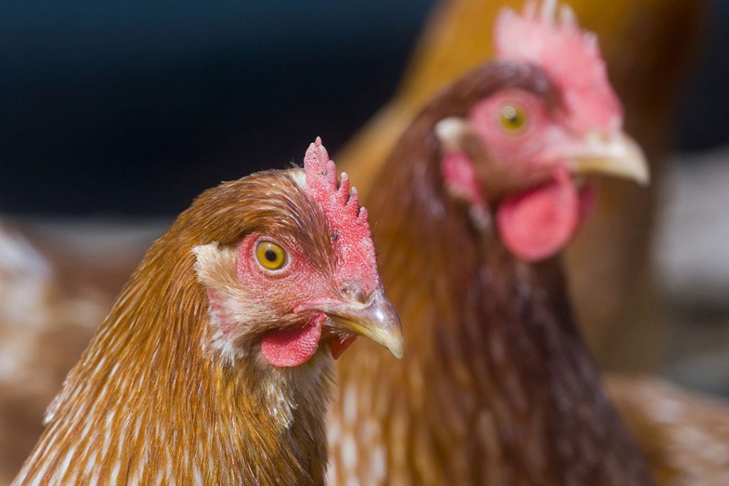 IMPORTANCE OF BETAINE FEEDING IN POULTRY