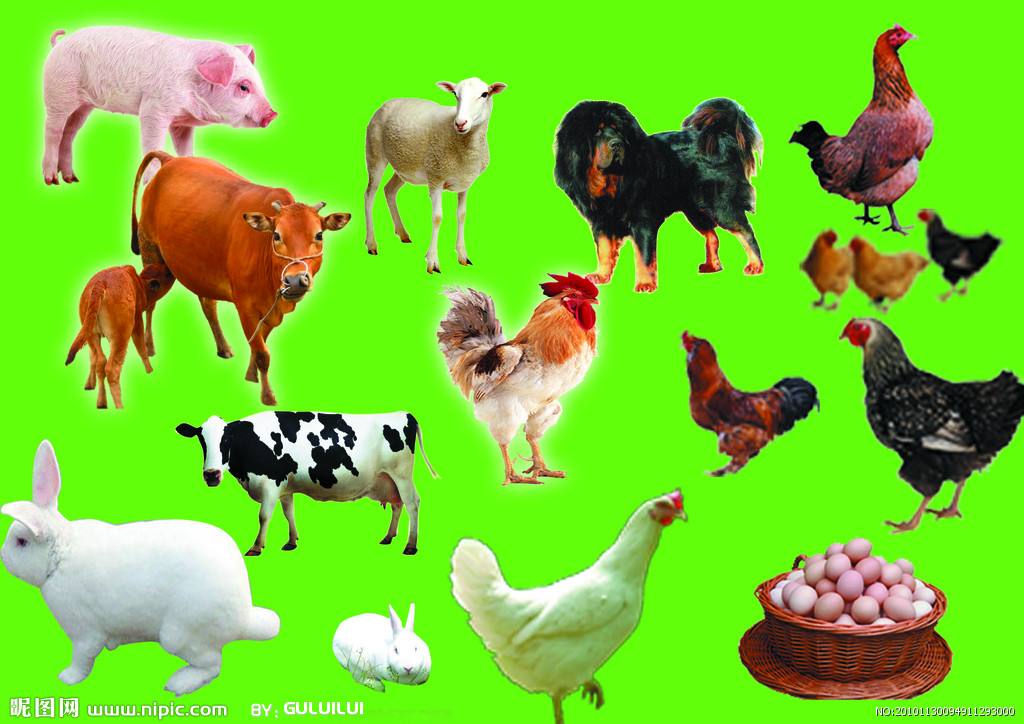 นิทรรศการอุตสาหกรรมอาหารสัตว์จีนปี 2021 (ฉงชิ่ง) - วัตถุเจือปนอาหาร
