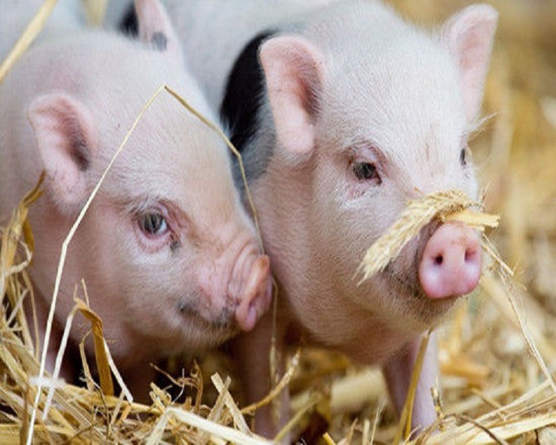 مكملات التريبوترين يحسن النمو ووظائف الجهاز الهضمي والحاجز المعوي في الخنازير داخل الرحم المقيدة النمو