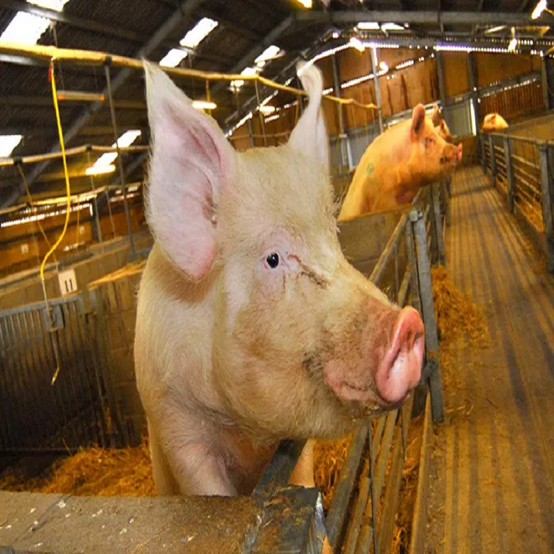 Zugabe von Kaliumdiformiat zur Schweinezucht- und Schweinemastfütterung