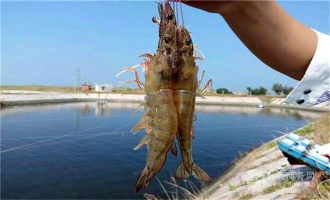 Aquaculture | water change law of shrimp pond to improve the survival rate of shrimp