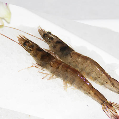 Why to say: Raising shrimp means raising intestines–Potassium diformate