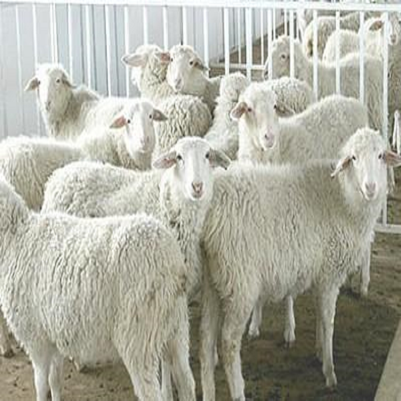 Përmirësimi i rendimentit të proteinave mikrobike të rumenit dhe karakteristikave të fermentimit nga tributirina për delet