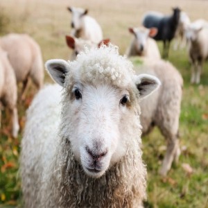 Diludine Ruminants جانورن لاء